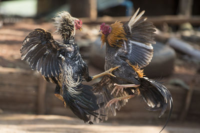 Close-up side view of birds fight