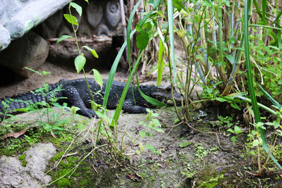 View of lizard on field