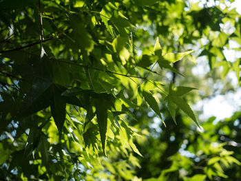 Low angle view of leaves on tree