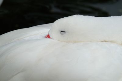 Close-up of white swan swimming