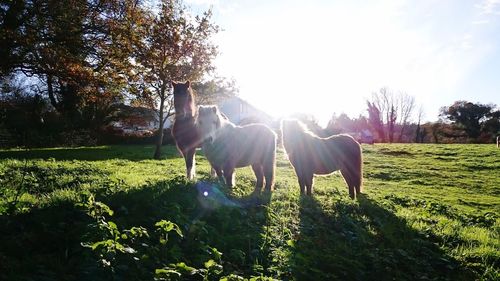 Dog standing on field against sky