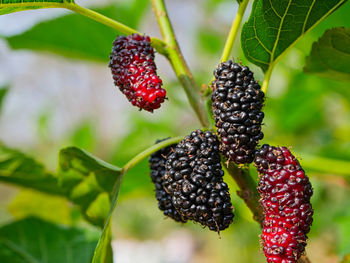 Close-up of strawberry growing on plant