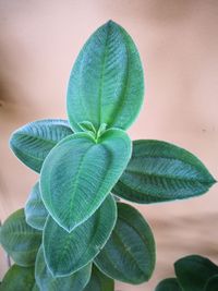 High angle view of plant leaves