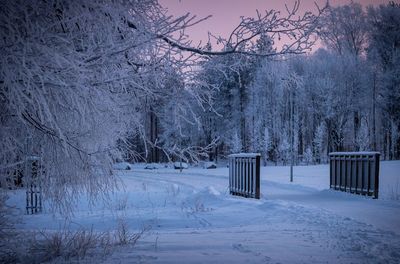 Bare trees on snow covered land