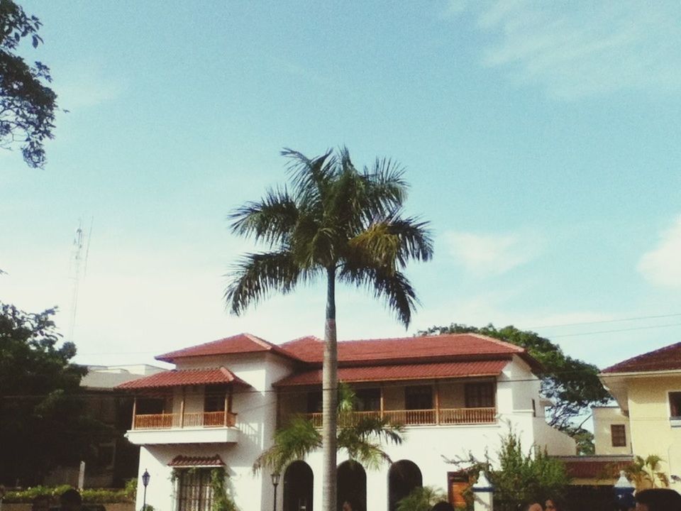 building exterior, architecture, built structure, tree, house, low angle view, residential structure, residential building, sky, palm tree, roof, window, clear sky, day, blue, outdoors, no people, building, growth, sunlight