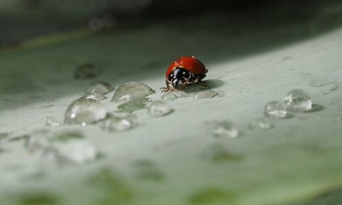 Close-up of insect