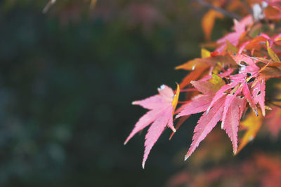 Close-up of maple leaves