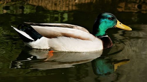 Close-up of a duck in lake