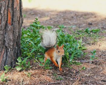 Squirrel on tree trunk