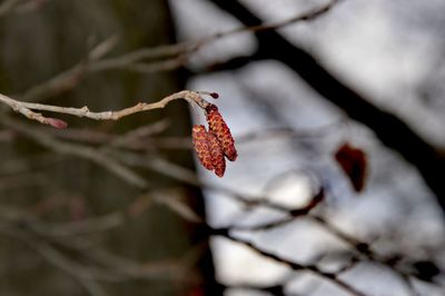 Close-up of red leaves on tree during winter