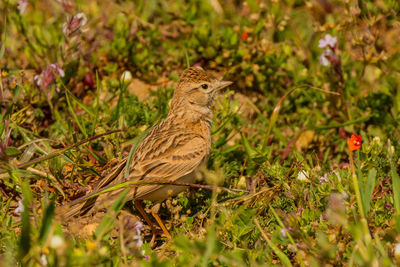 Bird perching on land