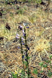 Close-up of insect on flower in field