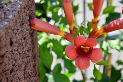 Close-up of red flower