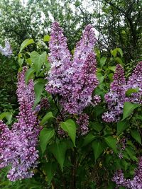 Close-up of purple flowering plant