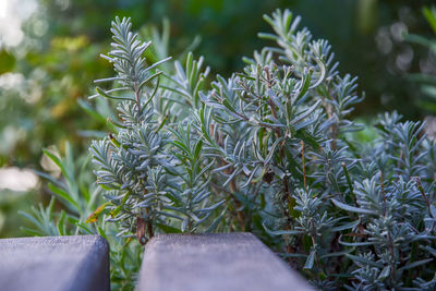 Close-up of plant growing on field