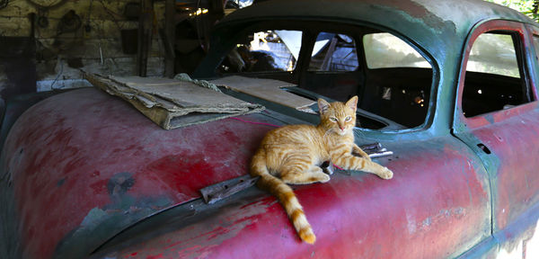 Cat sitting on car