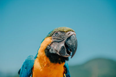 Close-up of a bird against blue sky