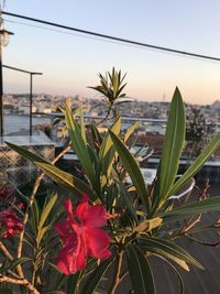 Close-up of flowering plant against sky during sunset