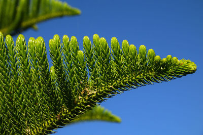 Close-up of plant against clear blue sky