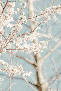 White cherry blossom