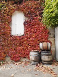 autumn