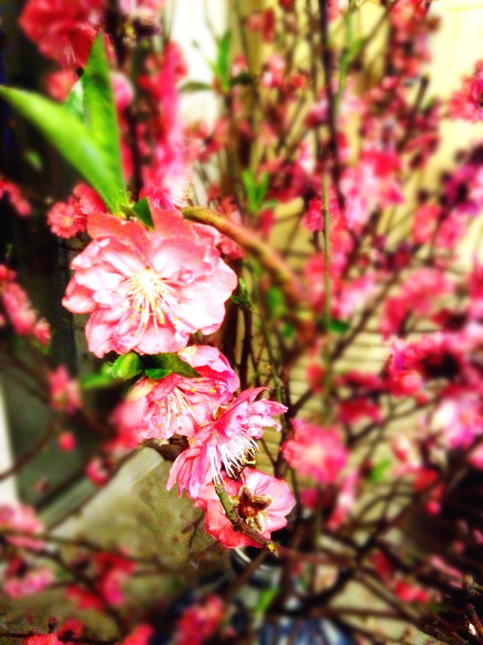 flower, freshness, fragility, pink color, petal, growth, beauty in nature, focus on foreground, flower head, close-up, nature, blooming, in bloom, plant, blossom, branch, pink, springtime, day, outdoors