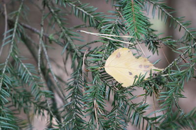 Close-up of butterfly on leaves