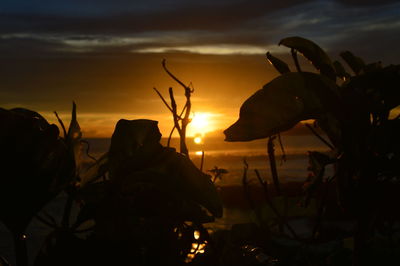 Close-up of silhouette plants against orange sky