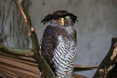 Fish owl winking at camera with an eye closed