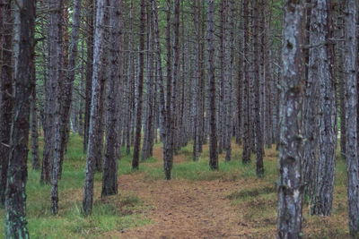 Trees in forest