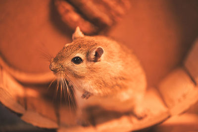 Close up of a brown mouse in a running wheel