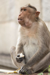 The rhesus macaque or macaca mulatta is one of the best-known species of old world monkeys. 