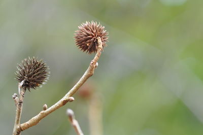 Close-up of thistle on plant