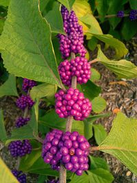 Close-up of purple grapes hanging from plant