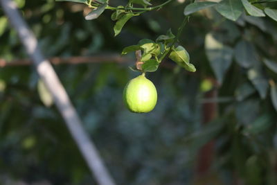 Close-up of fruit growing on tree