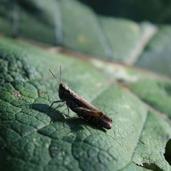 Close-up of insect on leaf