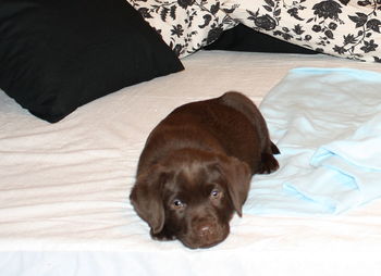 Dog lying on sofa