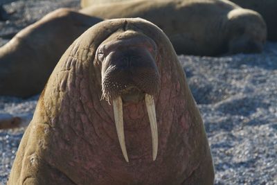 Male walrus shows beauty is in the eye of the beholder