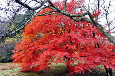 Low angle view of tree against sky