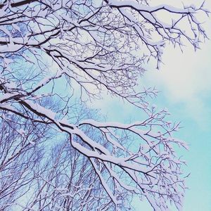 Low angle view of bare tree against sky