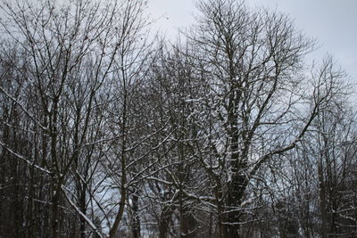 Low angle view of bare trees against sky