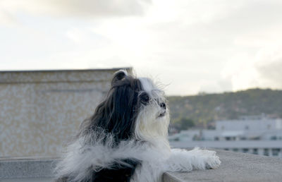 Close-up of a dog looking away