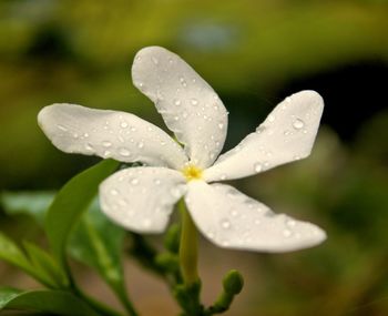 Close-up of water drops on flower