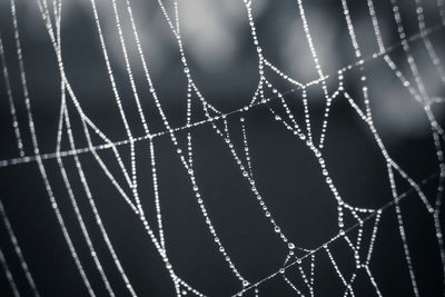 Close-up of water drops on leaf