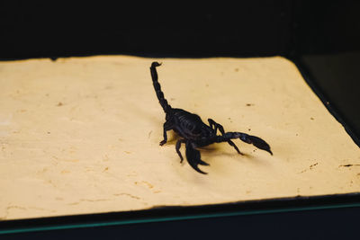 High angle view of insect on table
