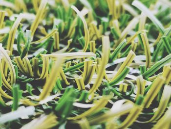 Full frame shot of plants