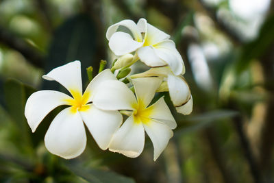 Close-up of white flowering plant