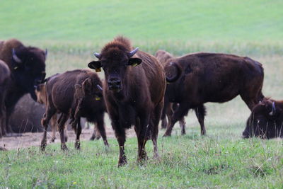 Horse standing on field