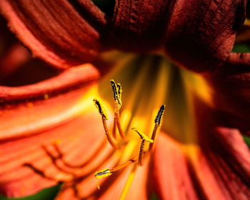 Full frame shot of red flower