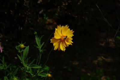 Close-up of yellow flowers blooming on field